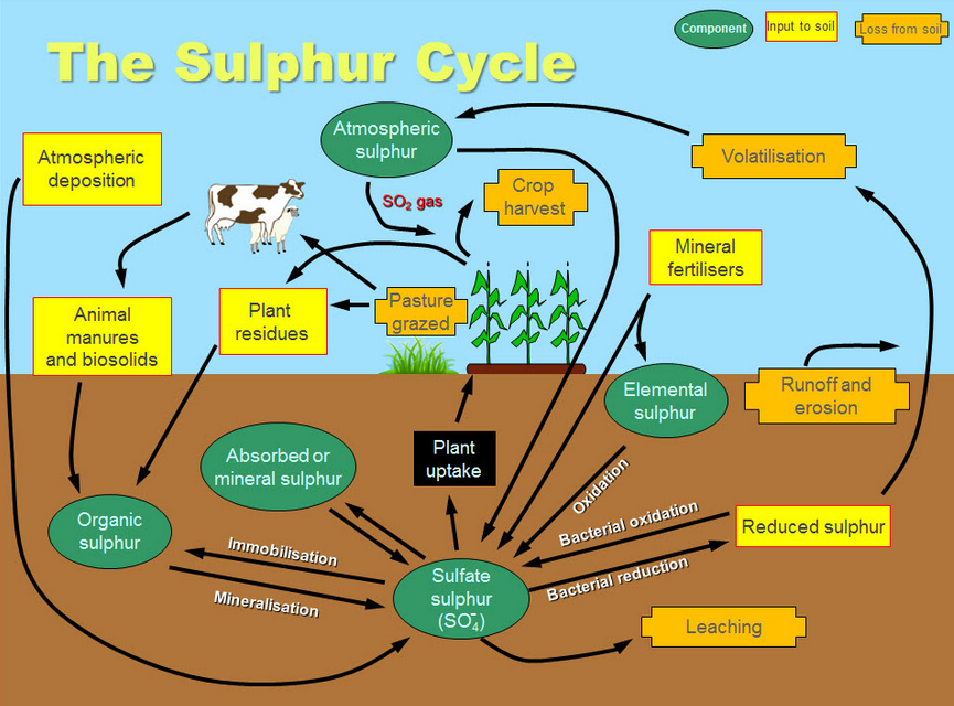 The Organic Sulfur Cycle Has Been Broken