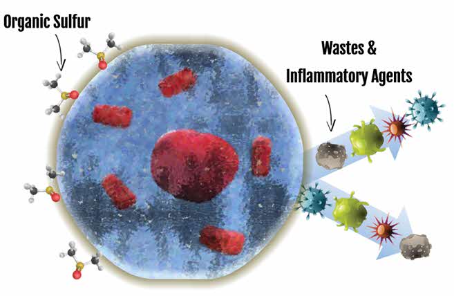 Organic Sulfur / MSM helps cells remove inflammatory agents and balance fluids