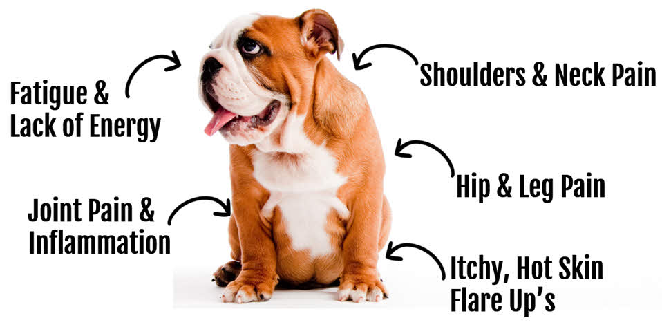 common signs of low sulfur in dogs and other pets