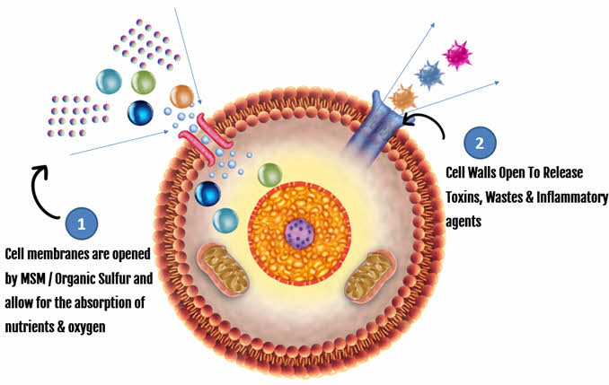 how MSM works to detoxify hair cells and in the scalp