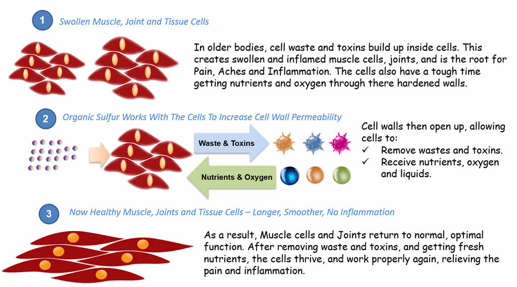 MSM and Cell Benefits