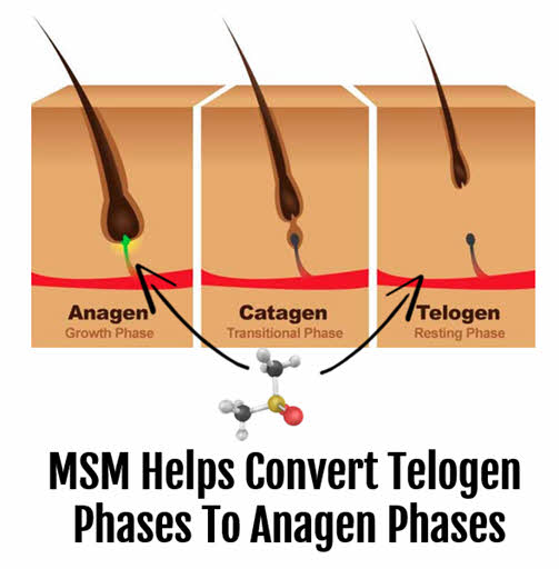 MSM and the Hair Growth Cycles