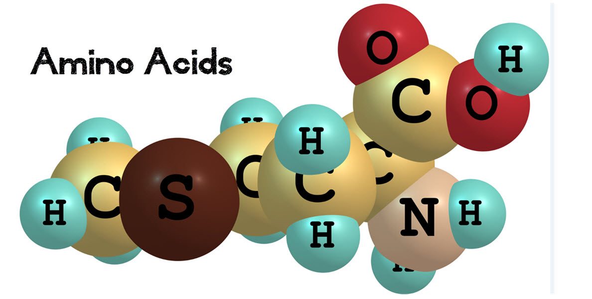 MSM helps Amino Acid Creation 3