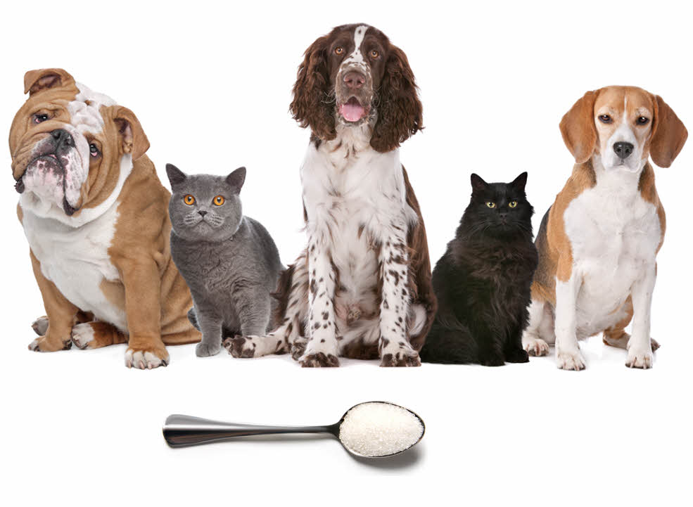 pets can be very low in sulfur